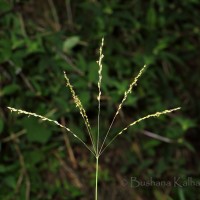 <i>Alloteropsis cimicina</i>  (L.) Stapf